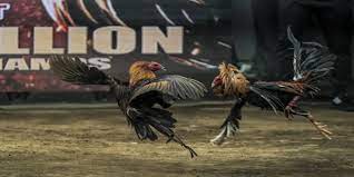 Cách chơi cá cược đá gà Indonesia hiệu quả