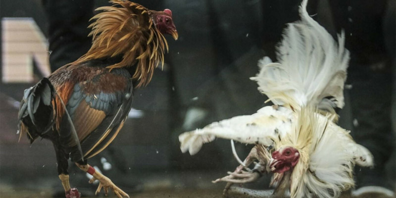 Đặc điểm của chiến kê tại các trận đá gà Israel