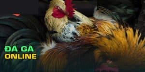 Chọn được kèo chuẩn khi Đá gà online đòn Thái Lan