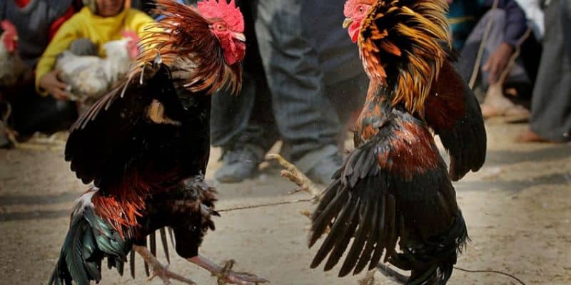 Đá gà online Indonesia vô cùng kịch tính và căng thẳng