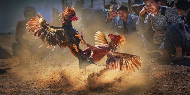 Các cửa cược đá gà online Italia phổ biến nhất