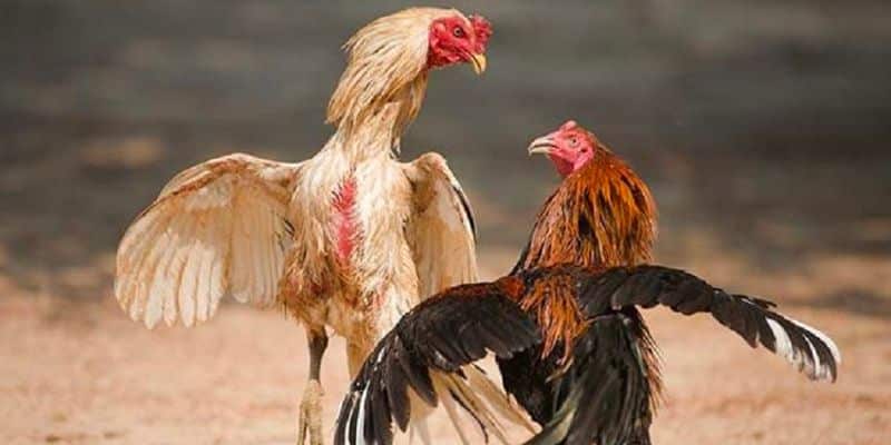 Tìm hiểu các loại kèo và hình thức đá gà online đòn thái lan .