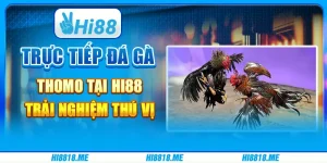 Trực Tiếp Đá Gà Thomo Hi88 - Trải Nghiệm Thú Vị Cùng Nhà Cái