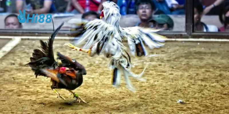 Lựa chọn chiến kê dựa trên chỉ số và lịch sử đấu.