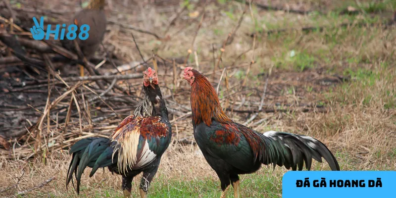 Vai trò của chiến kê là yếu tố quyết định trong sự hấp dẫn của đá gà hoang dã.