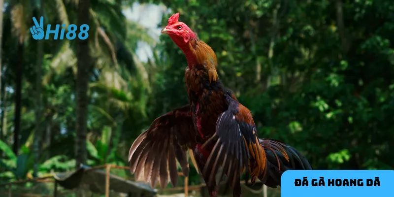 Đặc điểm và sự khốc liệt của đá gà hoang dã là yếu tố làm nên sức hút lớn.