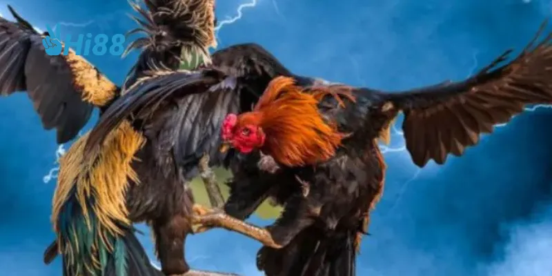 Theo dõi trực tiếp và tham gia đặt cược