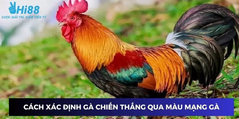 Cách xác định gà chiến thắng qua màu mạng gà