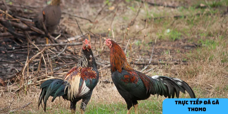 Trực tiếp đá gà Thomo mang lại trải nghiệm như đang có mặt tại trường đấu.