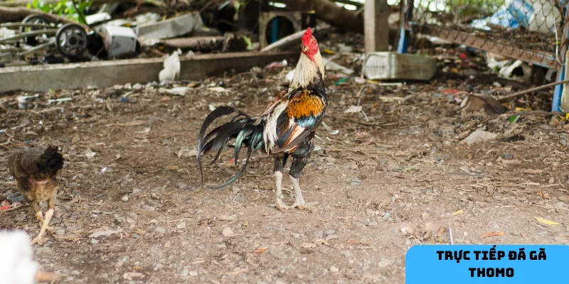 Giao diện thân thiện giúp người chơi dễ dàng tham gia và theo dõi các trận đấu.