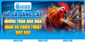 Đá gà đẳng cấp: Những trận đấu mãn nhãn và chiến thuật độc đáo