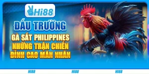 Đấu trường gà sắt Philippines: Những trận chiến đỉnh cao mãn nhãn