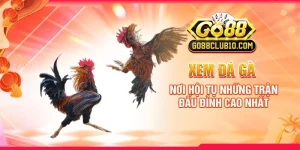 Xem Đá Gà: Nơi Hội Tụ Những Trận Đấu Đỉnh Cao Nhất