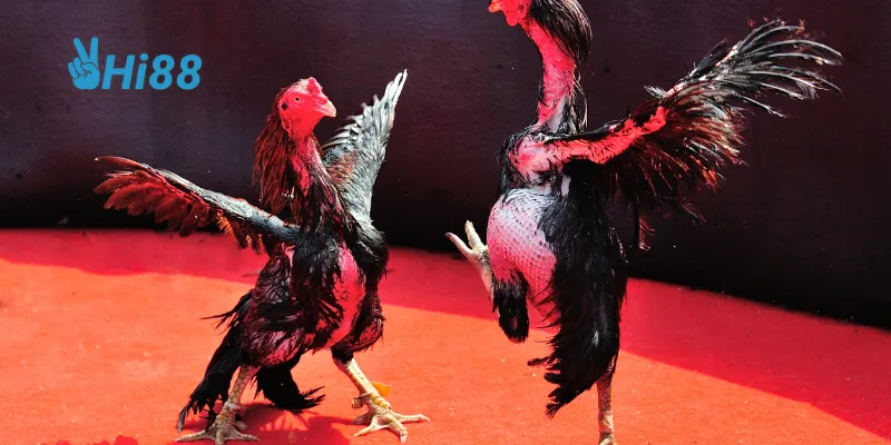 Giải đấu toàn cầu World Cockfighting Championship