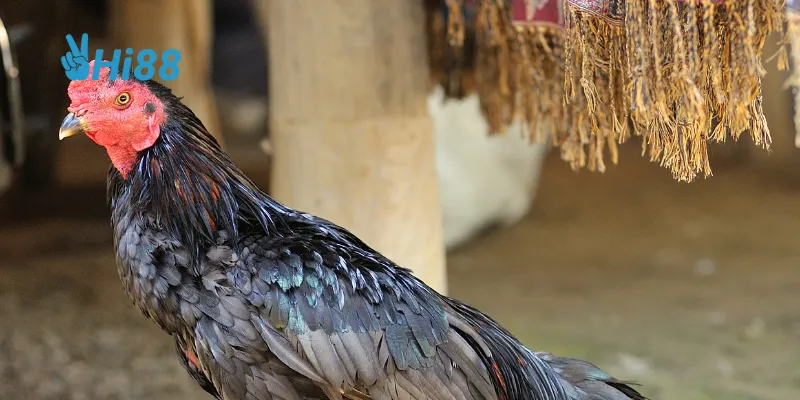 Đấu trường gà sắt là biểu tượng văn hóa độc đáo của Philippines.