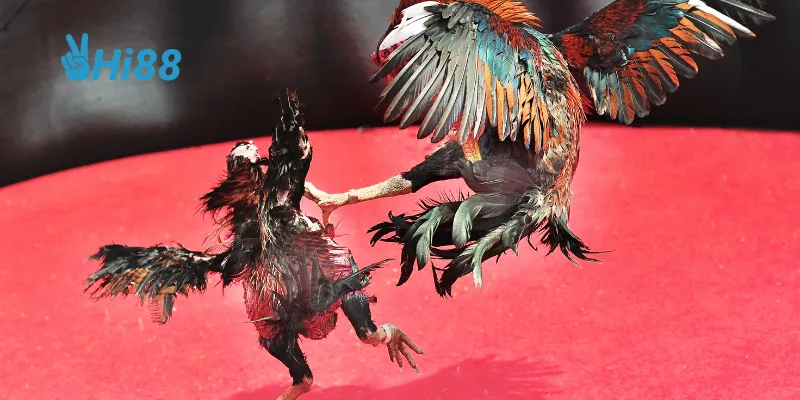 Lịch sử hình thành này góp phần tạo nên nét độc đáo của môn thể thao đầy thách thức.