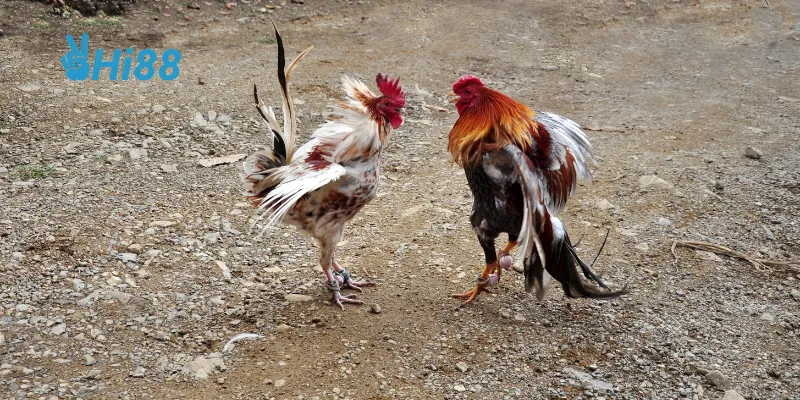 Các đấu trường quốc tế góp phần quảng bá văn hóa độc đáo của đất nước.