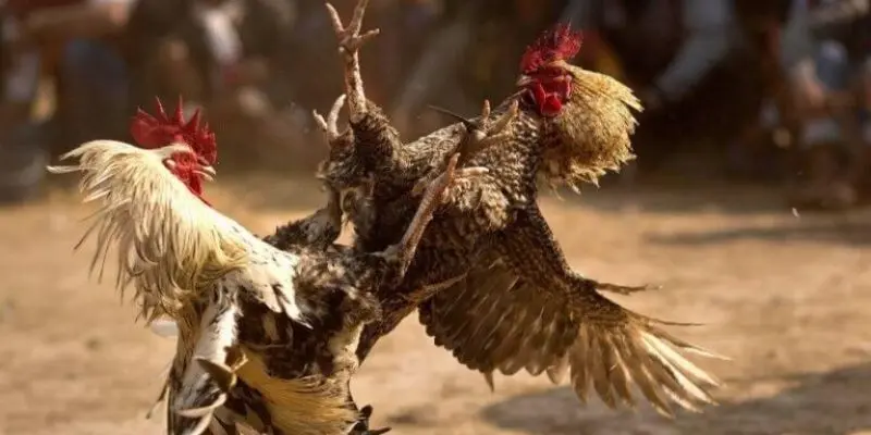 Các bước tham gia chơi đá gà trực tuyến đơn giản