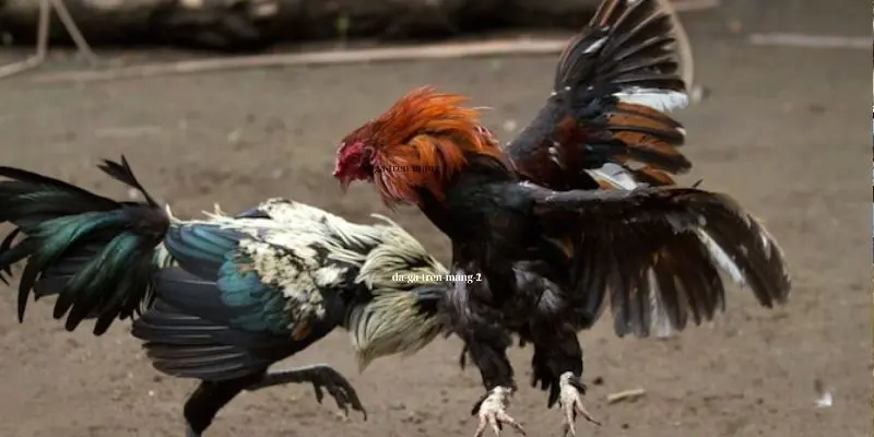 Các bước tham gia chơi đá gà online đơn giản