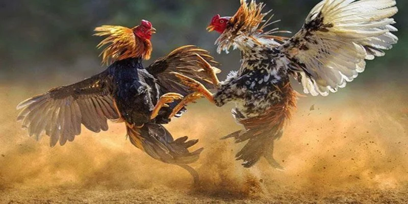 tim-hieu-ve-cua-dat-cuoc-da-ga-tren-mang