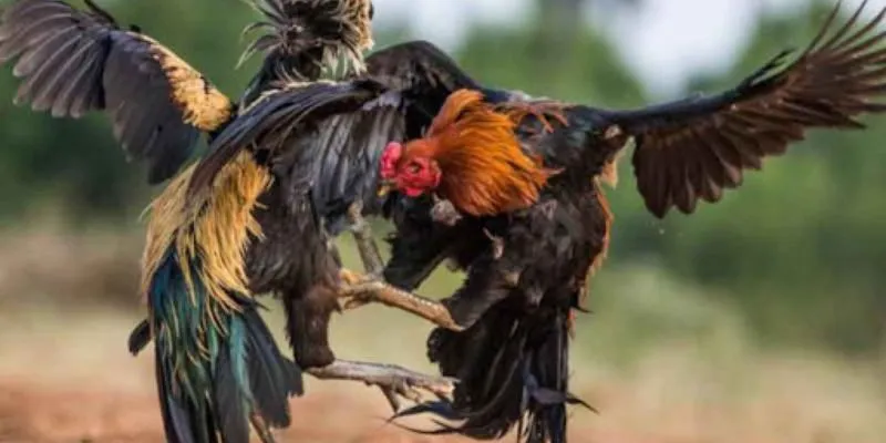 Mẹo hay đặt cược đỉnh cao trong đá gà