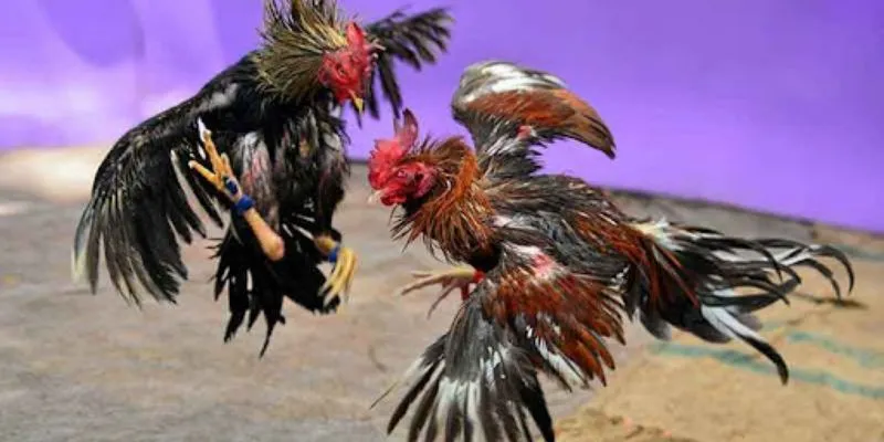 Tại sao nên xem đá gà tại nhà cái