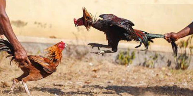 Cách xem trận đấu và cược đơn giản