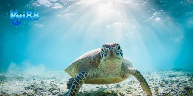 Điềm báo khi nằm mơ thấy con rùa