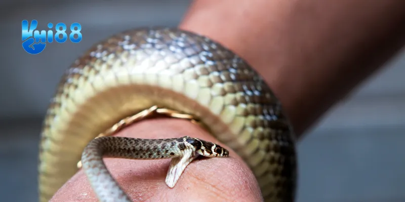 Giải mã giấc mơ thấy rắn