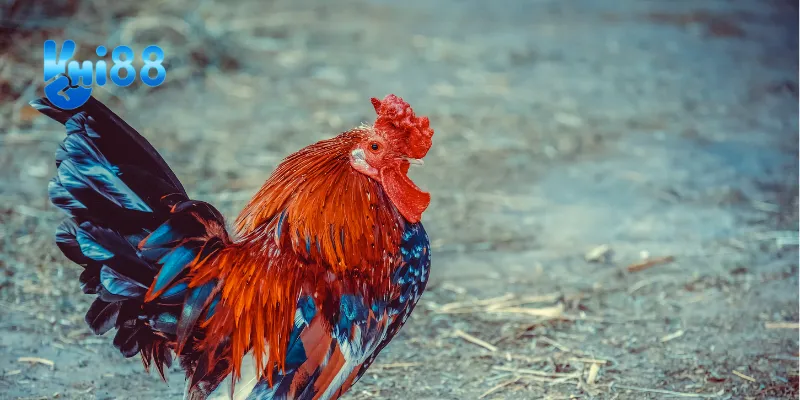 Tổng quan về trận chiến gà tre tại Hi88