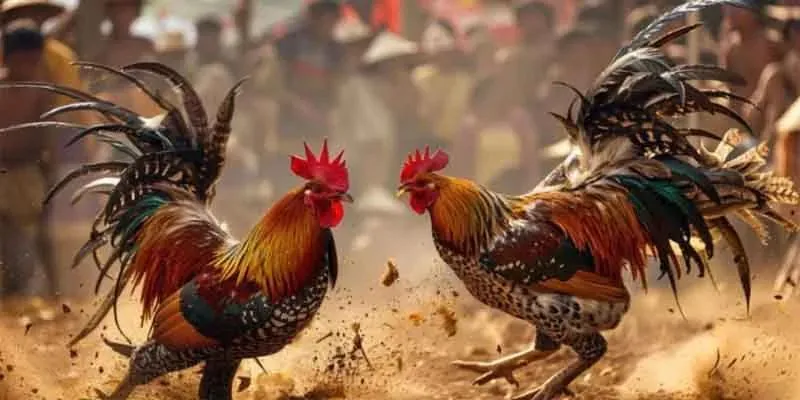 Những yếu tố tác động đến kèo đá gà